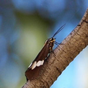 Nyctemera amicus at Kambah, ACT - 29 Apr 2022 01:33 PM