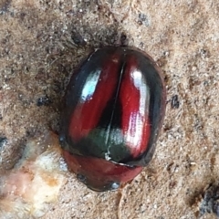 Paropsisterna erudita (Erudita leaf beetle) at Lower Cotter Catchment - 29 Apr 2022 by gregbaines