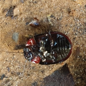 Paropsisterna erudita at Cotter River, ACT - 29 Apr 2022