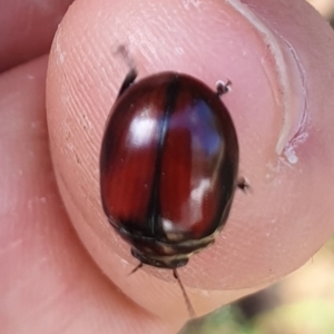 Paropsisterna erudita at Cotter River, ACT - 29 Apr 2022