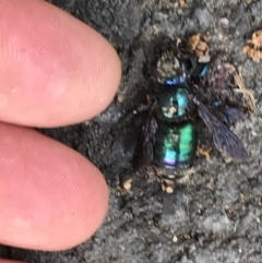 Xylocopa sp. (A Carpenter Bee) at Bellingen, NSW - 29 Apr 2022 by BrianH