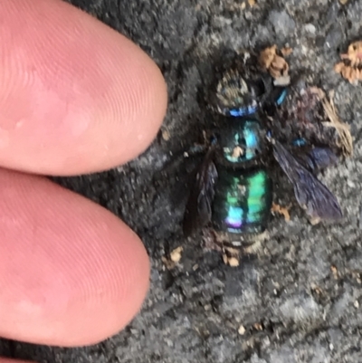 Xylocopa sp. at Bellingen, NSW - 29 Apr 2022 by BrianH