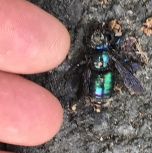 Xylocopa sp. (TBC) at suppressed by BrianH