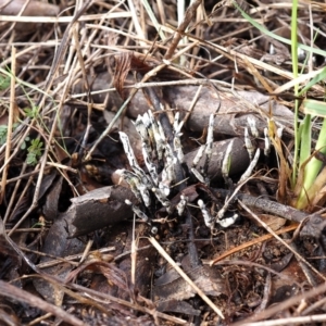 Xylaria 'hypoxylon group' at Lyons, ACT - 10 Apr 2022