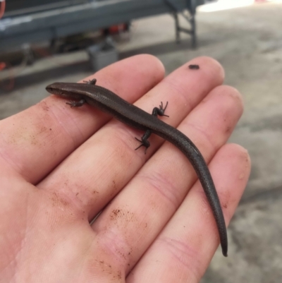 Lampropholis delicata (Delicate Skink) at Hume, ACT - 29 Apr 2022 by GG