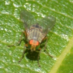 Pygophora sp. (genus) (A muscid fly) at Mount Jerrabomberra - 20 Apr 2022 by TmacPictures