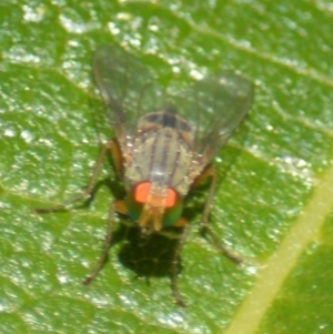 Pygophora sp. (genus) at suppressed - 20 Apr 2022