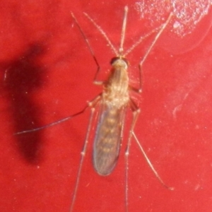 Culicidae (family) at Jerrabomberra, NSW - 18 Apr 2022