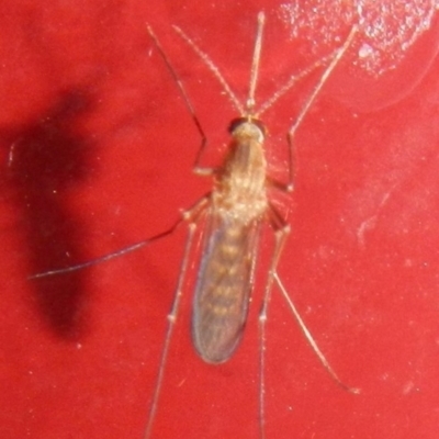 Culicidae (family) (A mosquito) at Mount Jerrabomberra - 18 Apr 2022 by TmacPictures