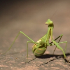 Pseudomantis albofimbriata (False garden mantis) at Jerrabomberra, NSW - 29 Apr 2022 by Tmac