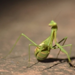 Pseudomantis albofimbriata (False garden mantis) at Mount Jerrabomberra QP - 29 Apr 2022 by TmacPictures