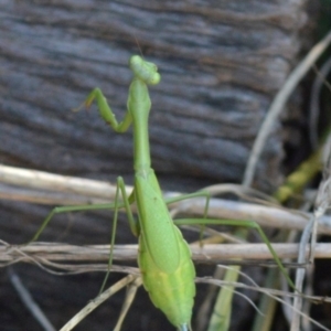 Pseudomantis albofimbriata at Jerrabomberra, NSW - 29 Apr 2022