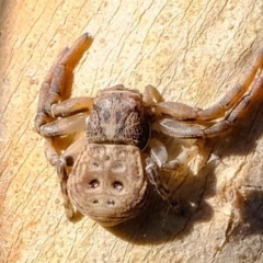 Cymbacha ocellata (Crab spider) at Stromlo, ACT - 28 Apr 2022 by Kurt