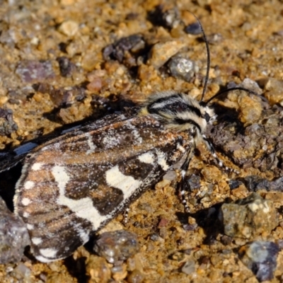 Apina callisto (Pasture Day Moth) at Molonglo River Reserve - 29 Apr 2022 by Kurt