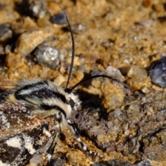 Apina callisto at Stromlo, ACT - 29 Apr 2022 10:06 AM