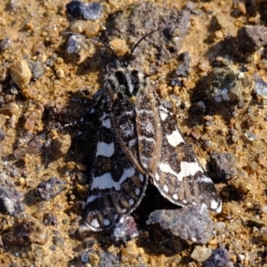 Apina callisto at Stromlo, ACT - 29 Apr 2022