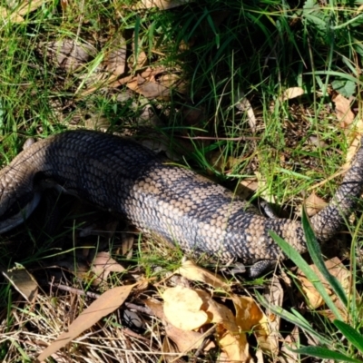 Tiliqua scincoides scincoides (Eastern Blue-tongue) at Molonglo Valley, ACT - 29 Apr 2022 by Kurt