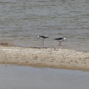 Himantopus leucocephalus at South Lake Grace, WA - 9 Nov 2017