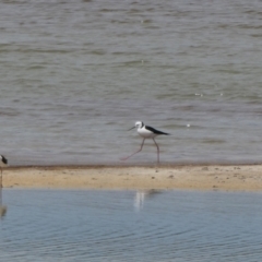 Himantopus leucocephalus at South Lake Grace, WA - 9 Nov 2017