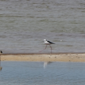 Himantopus leucocephalus at South Lake Grace, WA - 9 Nov 2017