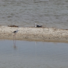 Himantopus leucocephalus at South Lake Grace, WA - 9 Nov 2017 06:30 AM