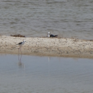 Himantopus leucocephalus at South Lake Grace, WA - 9 Nov 2017 06:30 AM