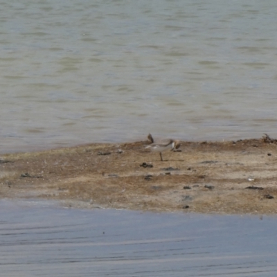 Anarhynchus ruficapillus (Red-capped Plover) at South Lake Grace, WA - 8 Nov 2017 by natureguy