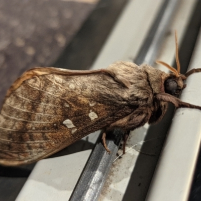 Oxycanus australis (Southern Oxycanus) at Wright, ACT - 29 Apr 2022 by Rebeccajgee