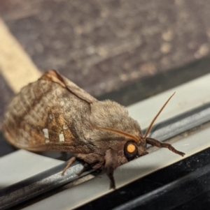 Oxycanus australis at Wright, ACT - 29 Apr 2022 06:55 PM