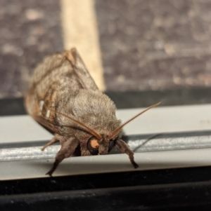 Oxycanus australis at Wright, ACT - 29 Apr 2022 06:55 PM