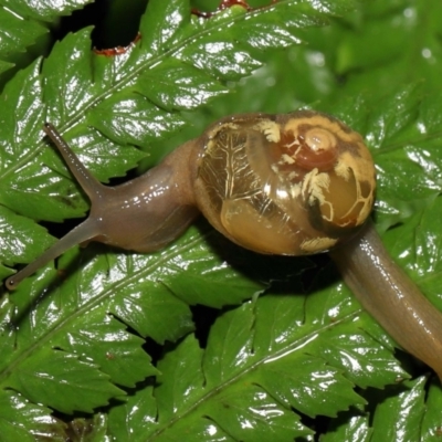 Mysticarion porrectus (Golden Semi-slug) at Acton, ACT - 28 Apr 2022 by TimL