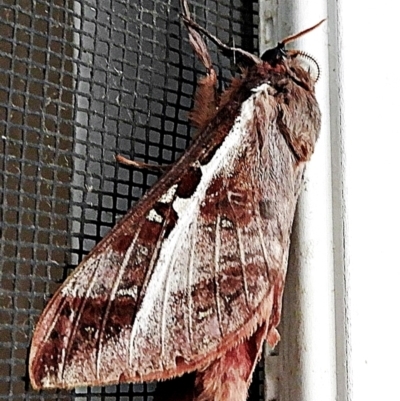 Oxycanus australis (Southern Oxycanus) at Crooked Corner, NSW - 29 Apr 2022 by Milly