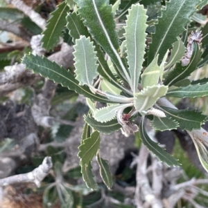 Banksia serrata at Green Cape, NSW - 25 Apr 2022