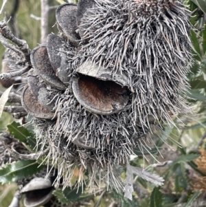 Banksia serrata at Green Cape, NSW - 25 Apr 2022