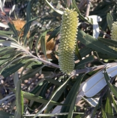 Banksia integrifolia subsp. integrifolia (Coast Banksia) at Edrom, NSW - 23 Apr 2022 by JaneR