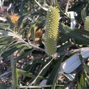 Banksia integrifolia subsp. integrifolia at Edrom, NSW - 23 Apr 2022