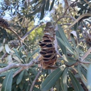 Banksia integrifolia subsp. integrifolia at Edrom, NSW - 23 Apr 2022