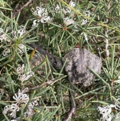 Hakea sericea (Needlebush) at Ben Boyd National Park - 25 Apr 2022 by JaneR