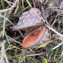Hakea sericea at Green Cape, NSW - 25 Apr 2022 11:27 AM