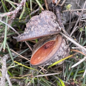 Hakea sericea at Green Cape, NSW - 25 Apr 2022 11:27 AM