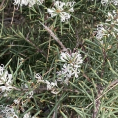 Hakea sericea at Green Cape, NSW - 25 Apr 2022 11:27 AM