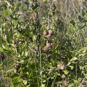 Hakea dactyloides at Green Cape, NSW - 24 Apr 2022