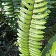 Pellaea falcata (Sickle Fern) at Ben Boyd National Park - 23 Apr 2022 by JaneR