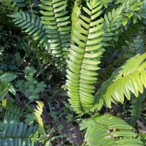 Pellaea falcata at Green Cape, NSW - suppressed