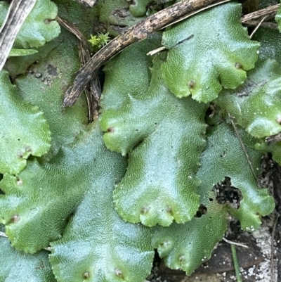 Marchantia sp. (genus) at Ben Boyd National Park - 24 Apr 2022 by JaneR