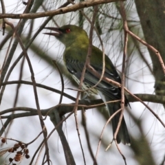 Oriolus sagittatus (Olive-backed Oriole) at Fyshwick, ACT - 29 Apr 2022 by RodDeb