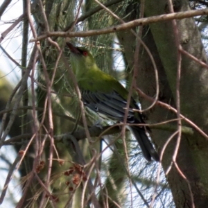 Oriolus sagittatus at Fyshwick, ACT - 29 Apr 2022