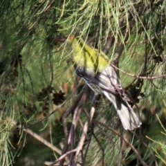 Oriolus sagittatus at Fyshwick, ACT - 29 Apr 2022