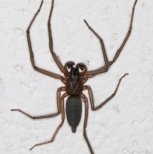 Gnaphosidae or Trochanteriidae (families) at Melba, ACT - 2 Apr 2022