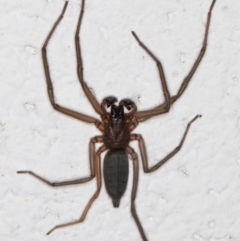 Gnaphosidae or Trochanteriidae (families) (Flat spider) at Melba, ACT - 2 Apr 2022 by kasiaaus